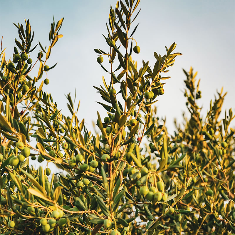Huile d’Olive Parfumée | Huile d’Olive Infusée | ADN – Les Oleïades